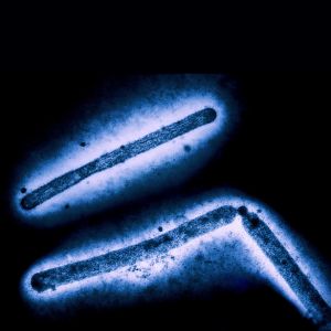 H5N1 Bird Flu