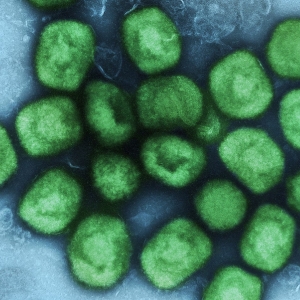 H5N1 Bird Flu